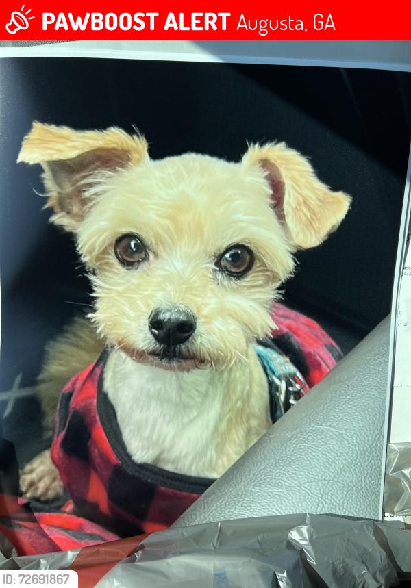 Lost Male Dog last seen Castletown Dr, Cranbrook Dr, Crosscreek Drive, Augusta, GA 30909