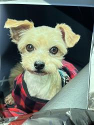 Lost Male Dog last seen Castletown Dr, Cranbrook Dr, Crosscreek Drive, Augusta, GA 30909