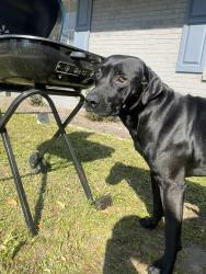 Found/Stray Male Dog last seen Theodore Dawes/Salp Blvd, Theodore, AL 36582