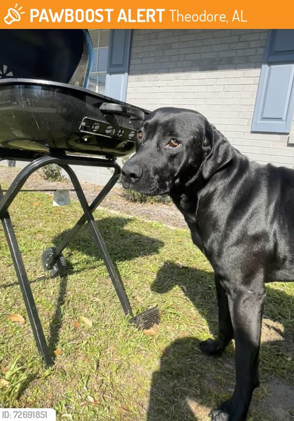 Found/Stray Male Dog last seen Theodore Dawes/Salp Blvd, Theodore, AL 36582