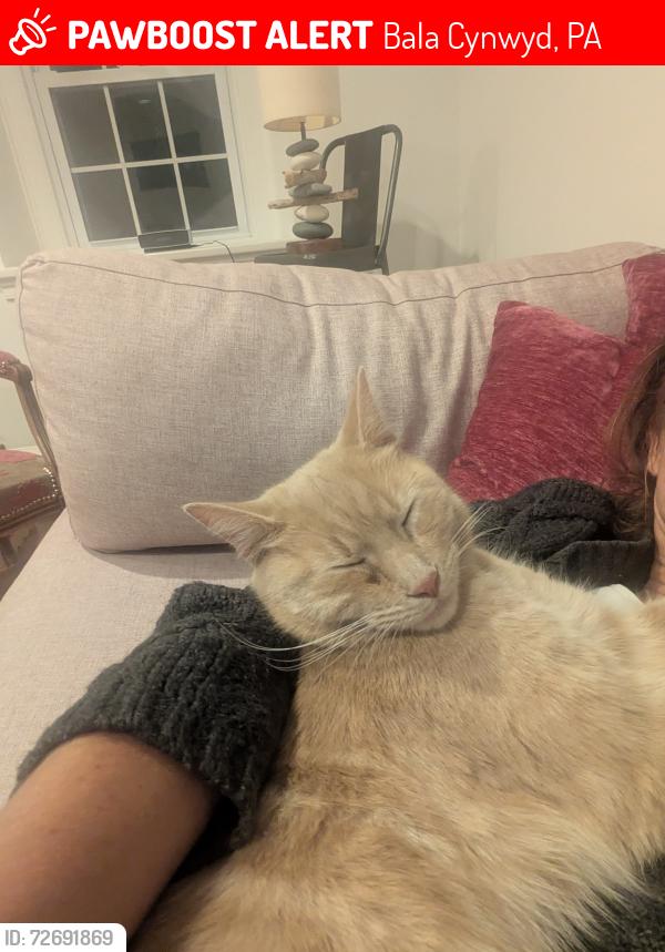 Lost Male Cat last seen Bala Avenue , Bala Cynwyd, PA 19004