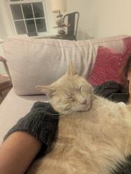 Lost Male Cat last seen Bala Avenue , Bala Cynwyd, PA 19004