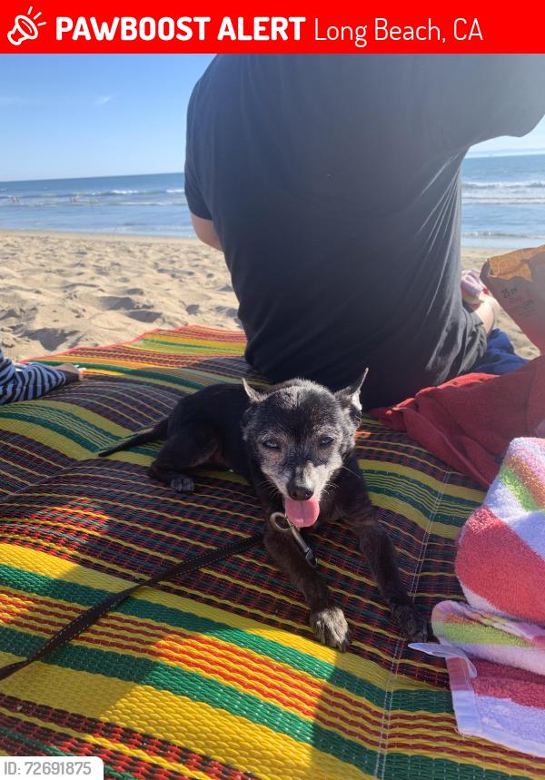 Lost Male Dog last seen Dawson Ave, Long Beach, CA 90804