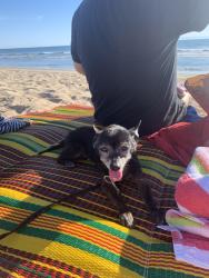 Lost Male Dog last seen Dawson Ave, Long Beach, CA 90804