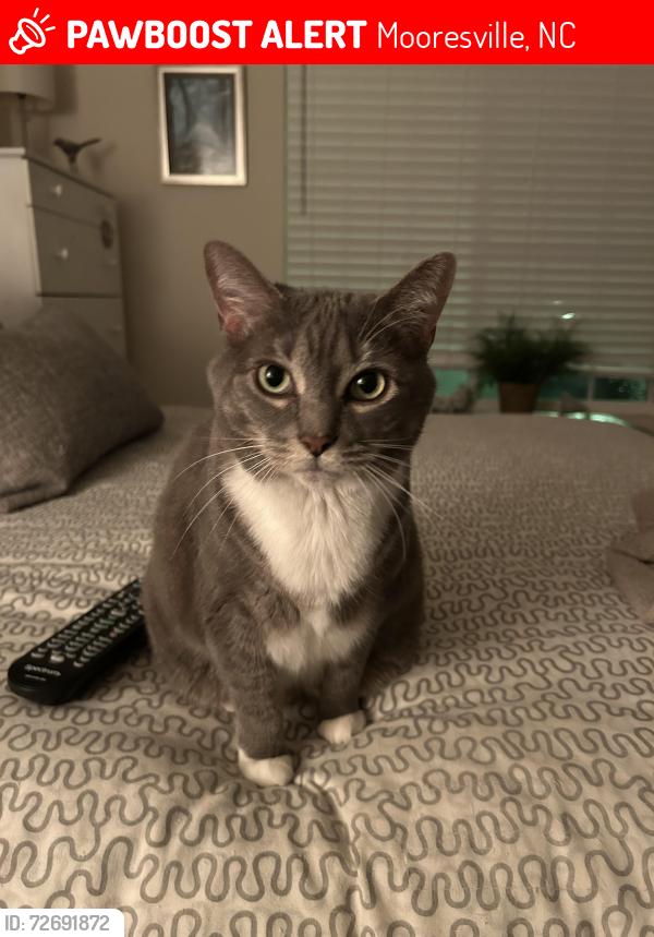Lost Female Cat last seen Alexander Bank Drive. Mooresville NC , Mooresville, NC 28117