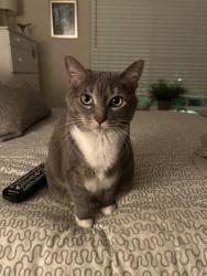 Lost Female Cat last seen Alexander Bank Drive. Mooresville NC , Mooresville, NC 28117