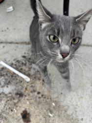 Found/Stray Unknown Cat last seen Lawrence,vandyke, Warren, MI 48093