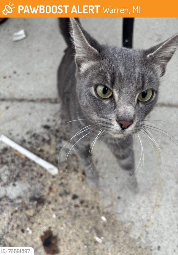 Found/Stray Unknown Cat last seen Lawrence,vandyke, Warren, MI 48093