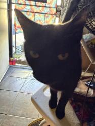 Lost Male Cat last seen Broadway Chula Vista , Chula Vista, CA 91911