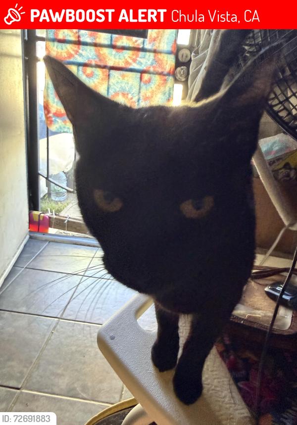 Lost Male Cat last seen Broadway Chula Vista , Chula Vista, CA 91911