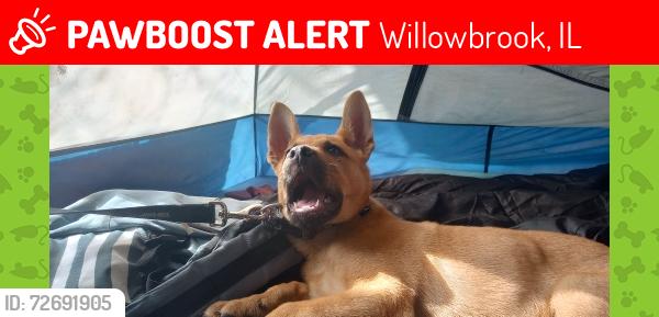 Lost Male Dog last seen Near 249 will\nA brooke, Willowbrook, IL 60527
