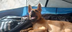 Lost Male Dog last seen Near 249 will\nA brooke, Willowbrook, IL 60527