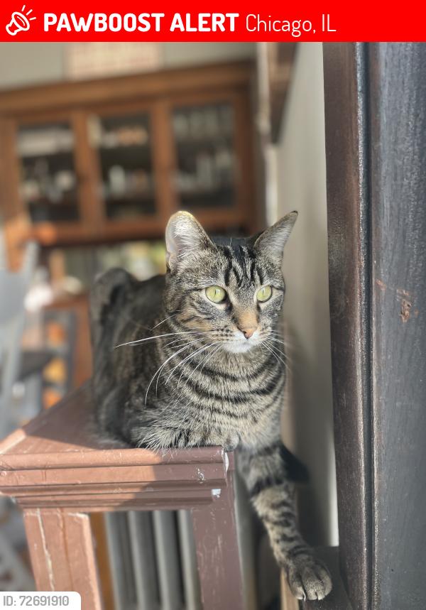 Lost Male Cat last seen Diversey & Southport , Chicago, IL 60657