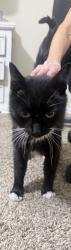 Found/Stray Unknown Cat last seen Sharon and Belford rd, Reno, NV 89509