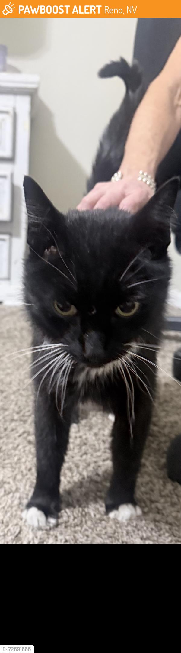Found/Stray Unknown Cat last seen Sharon and Belford rd, Reno, NV 89509