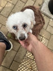Found/Stray Male Dog last seen Almeda rd, Houston, TX 77004