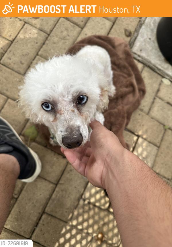 Found/Stray Male Dog last seen Almeda rd, Houston, TX 77004