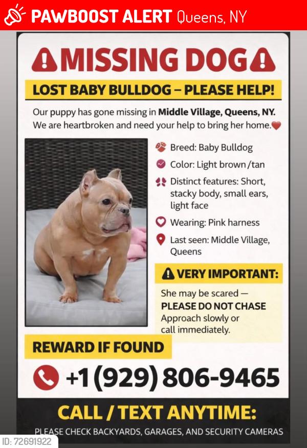 Lost Female Dog last seen Penelope, Queens, NY 11379