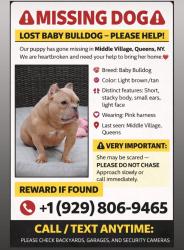 Lost Female Dog last seen Penelope, Queens, NY 11379