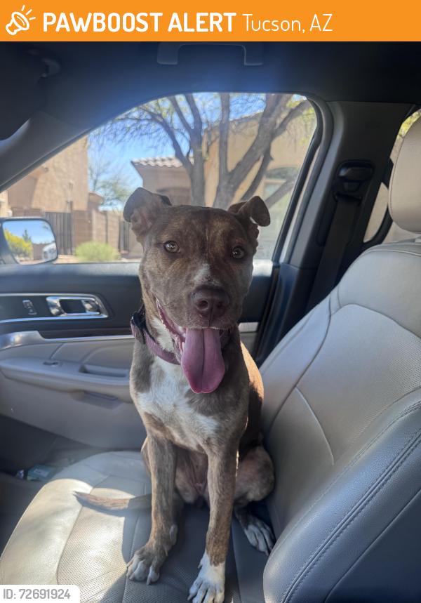 Found/Stray Female Dog last seen San Joaquin in Orange Grove, Tucson, AZ 85741