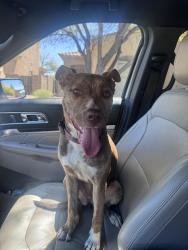 Found/Stray Female Dog last seen San Joaquin in Orange Grove, Tucson, AZ 85741