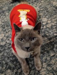 Lost Male Cat last seen Angel pl , Seattle, WA 98118
