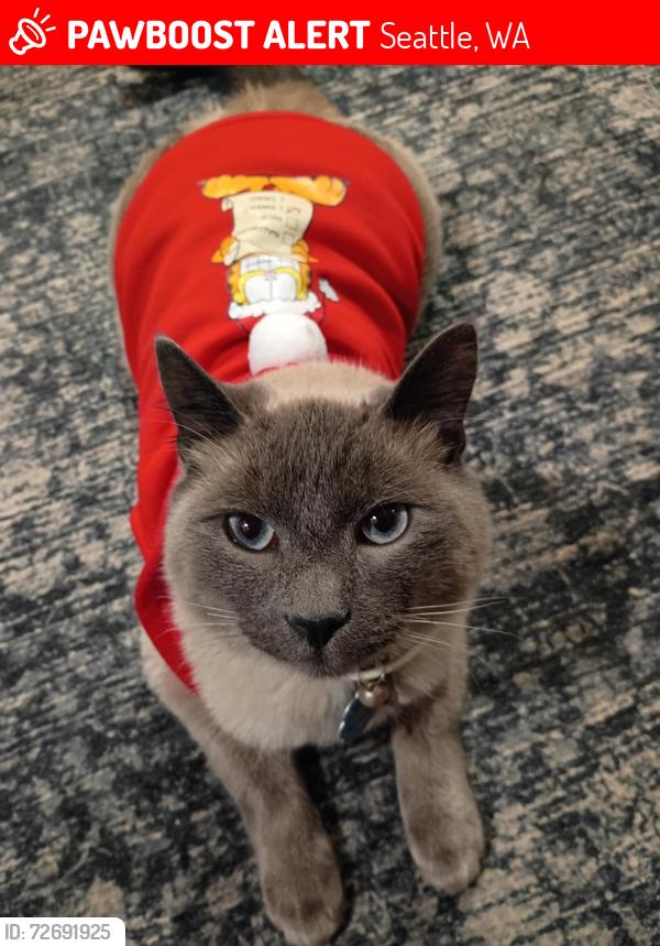Lost Male Cat last seen Angel pl , Seattle, WA 98118