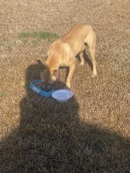 Found/Stray Unknown Dog last seen Torrington rd, Walhalla, SC 29691