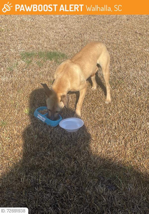 Found/Stray Unknown Dog last seen Torrington rd, Walhalla, SC 29691
