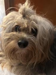 Found/Stray Male Dog last seen 25th and Marion Barry ave, Washington, DC 20020