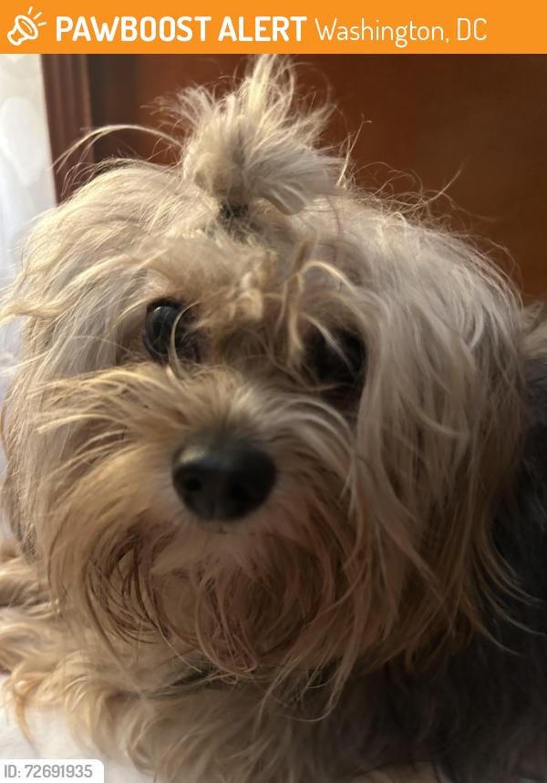 Found/Stray Male Dog last seen 25th and Marion Barry ave, Washington, DC 20020