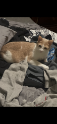 Lost Male Cat last seen By Murphee streets old playground in Midway Park, Jacksonville, NC 28544