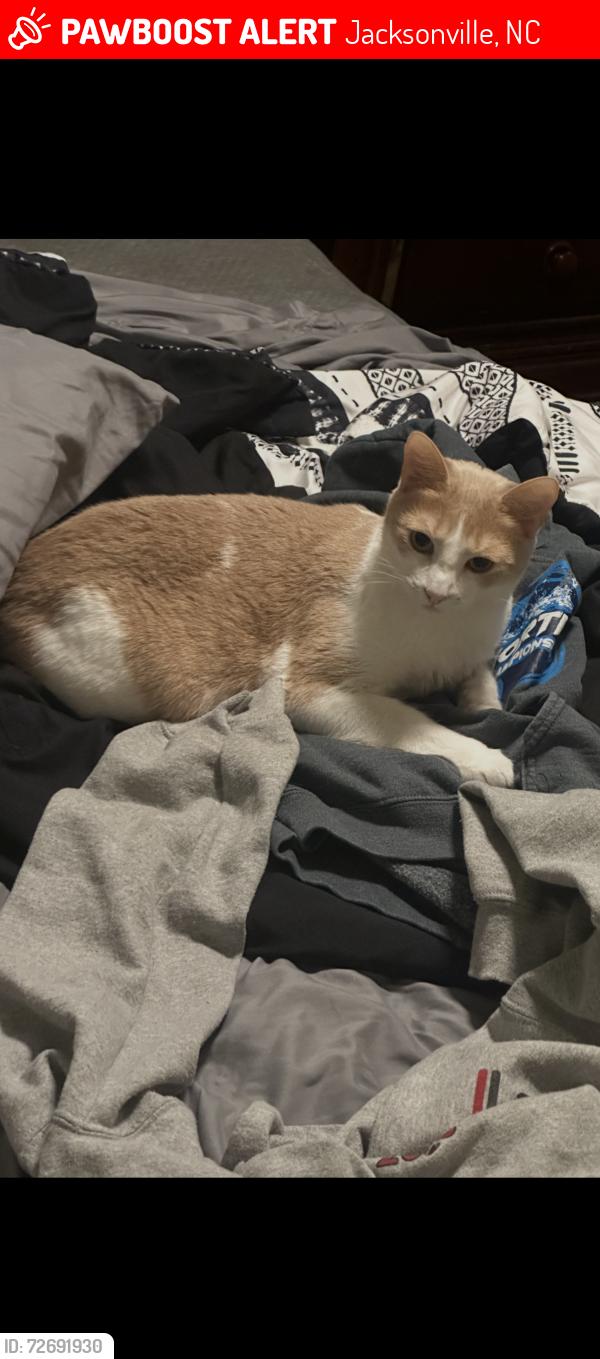 Lost Male Cat last seen By Murphee streets old playground in Midway Park, Jacksonville, NC 28544