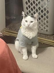 Lost Male Cat last seen 139st and cordary, Hawthorne, CA 90250