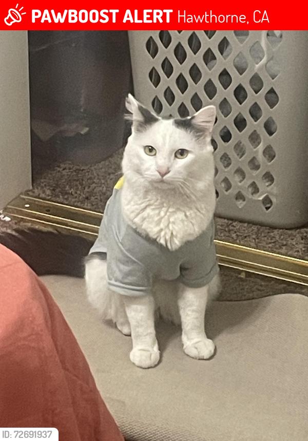 Lost Male Cat last seen 139st and cordary, Hawthorne, CA 90250