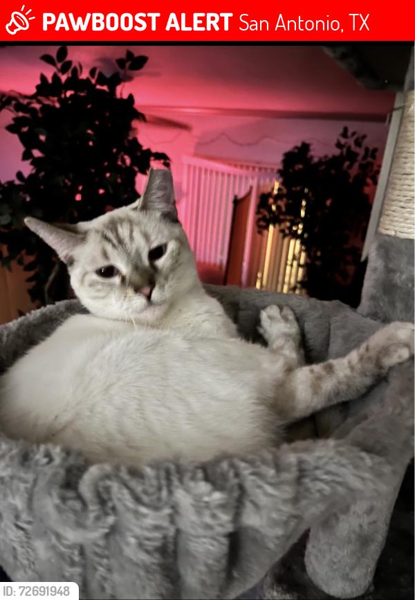 Lost Female Cat last seen Rue Francois, San Antonio, TX 78238