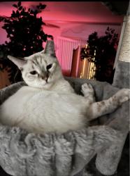 Lost Female Cat last seen Rue Francois, San Antonio, TX 78238