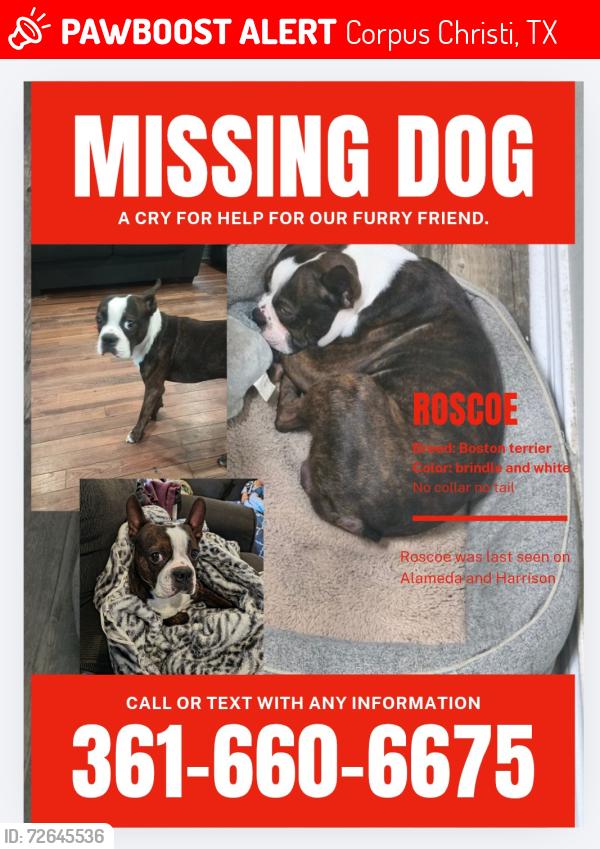 Lost Male Dog last seen Alameda and Harrison , Corpus Christi, TX 78404