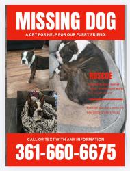 Lost Male Dog last seen Alameda and Harrison , Corpus Christi, TX 78404