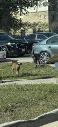 Found/Stray Unknown Dog last seen Greenhouse and park row rd, Houston, TX 77449