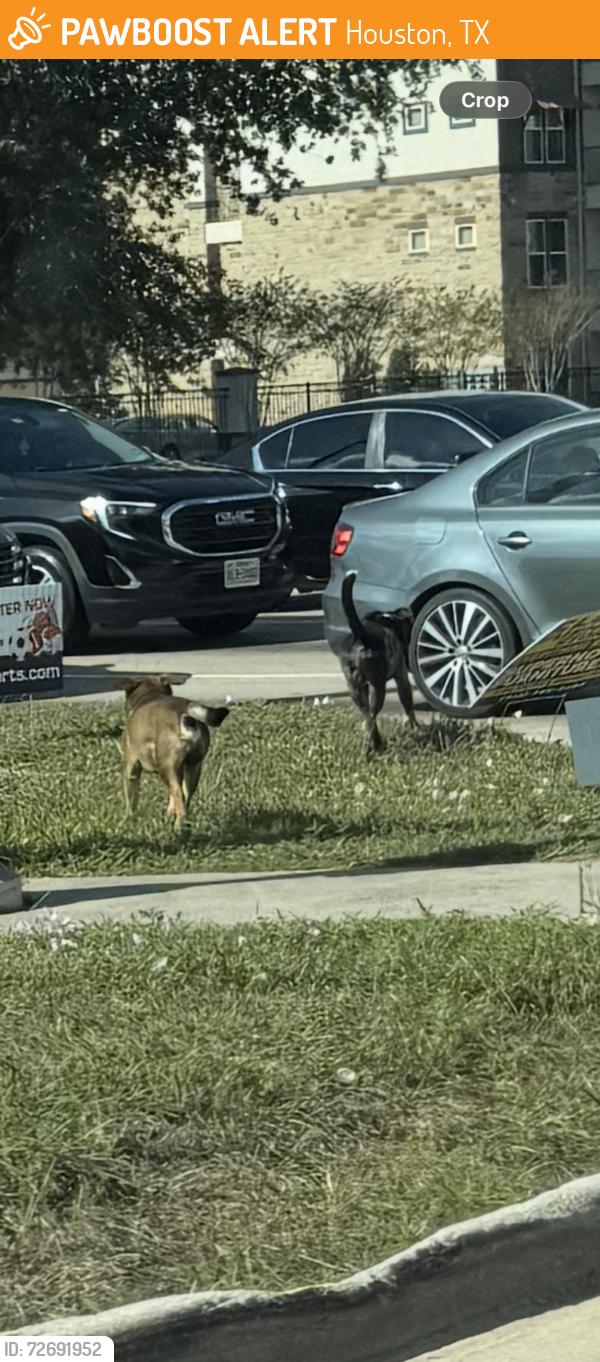 Found/Stray Unknown Dog last seen Greenhouse and park row rd, Houston, TX 77449