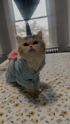 Found/Stray Male Cat last seen Blatchley ave New Haven , New Haven, CT 06511