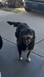 Found/Stray Female Dog last seen 38th ave and sweetwater, Phoenix, AZ 85029