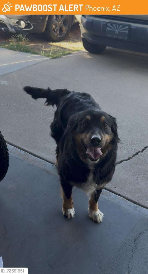 Found/Stray Female Dog last seen 38th ave and sweetwater, Phoenix, AZ 85029