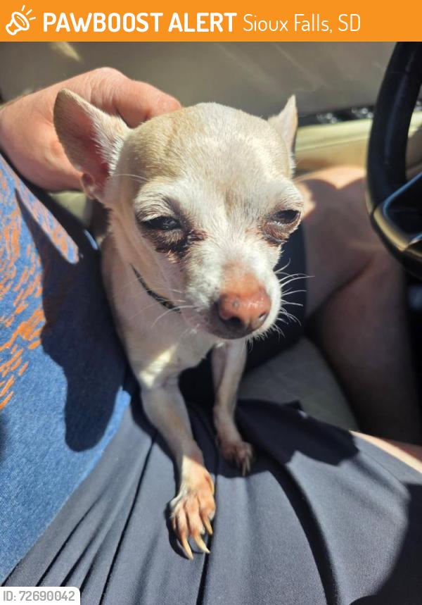 Found/Stray Female Dog last seen 12th and sneve , Sioux Falls, SD 57103