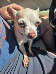 Found/Stray Female Dog last seen 12th and sneve , Sioux Falls, SD 57103