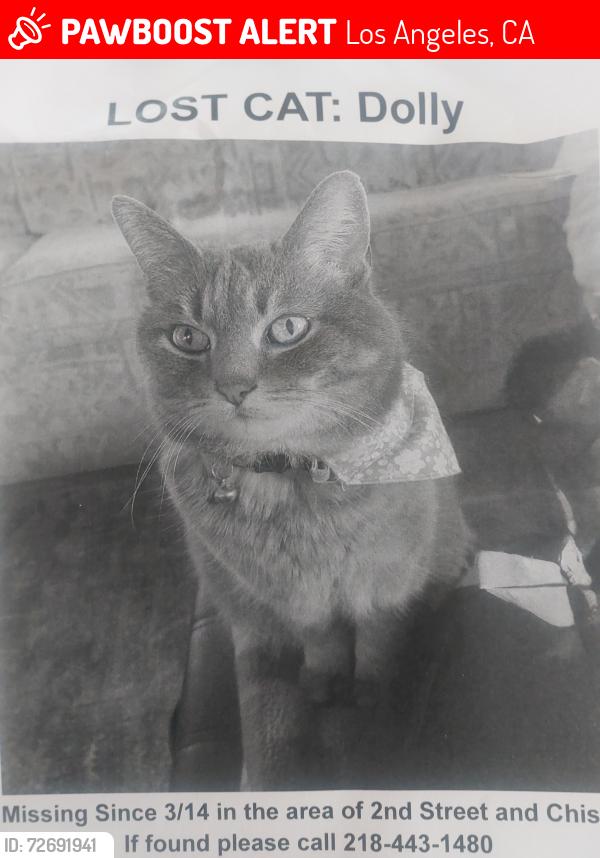 Lost Female Cat last seen 2nd St W and Chism Reno Nv, Los Angeles, CA 90026