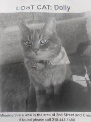 Lost Female Cat last seen 2nd St W and Chism Reno Nv, Los Angeles, CA 90026