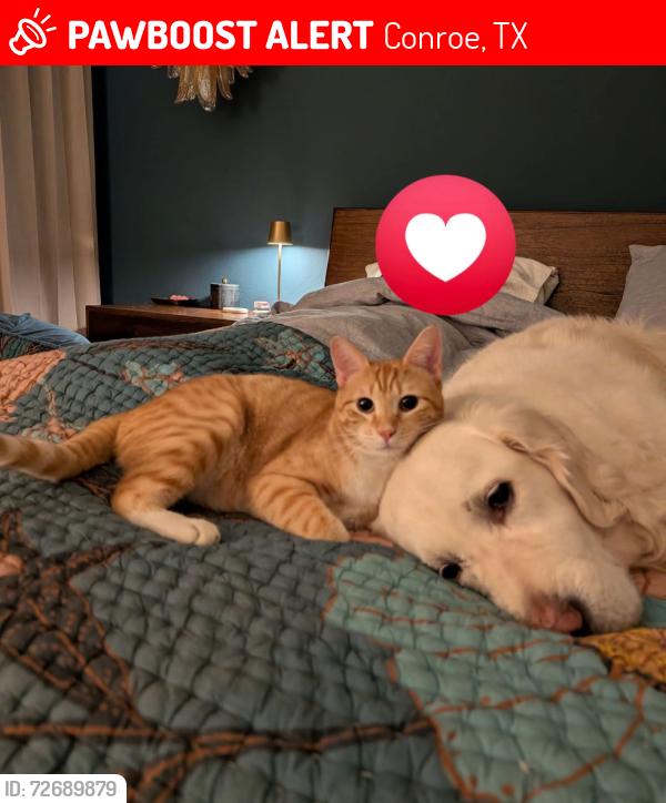 Lost Male Cat last seen Timber ln wind river drive, Conroe, TX 77384