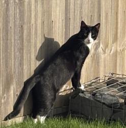 Lost Male Cat last seen Asfordby parish council village hall, Asfordby, England LE14 3RG